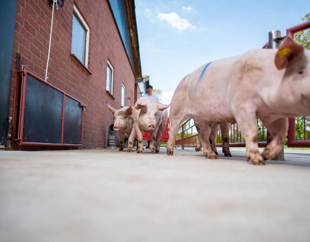 2019-05-14-Gesing-Tierzucht-125